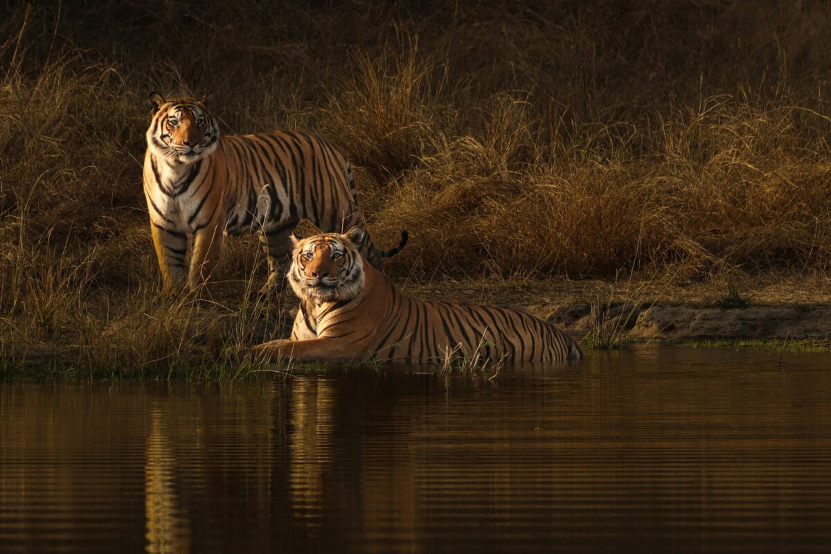 Bandhavgarh – Kanha – Pachmarhi Tour Package (From Jabalpur) - Image 2