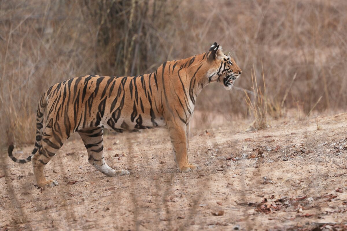 Bandhavgarh – Kanha – Pachmarhi Tour Package (From Jabalpur) - Image 3