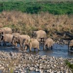 Best Nainital Kausani Jim Corbett Tour Package from Kolkata