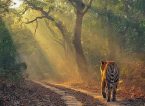 Jim Corbett Safari Tour Package from Kolkata by Magnum Holidays