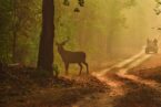 Bandhavgarh – Kanha – Pachmarhi Tour Package (From Jabalpur)