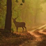 Bandhavgarh – Kanha – Pachmarhi Tour Package (From Jabalpur)