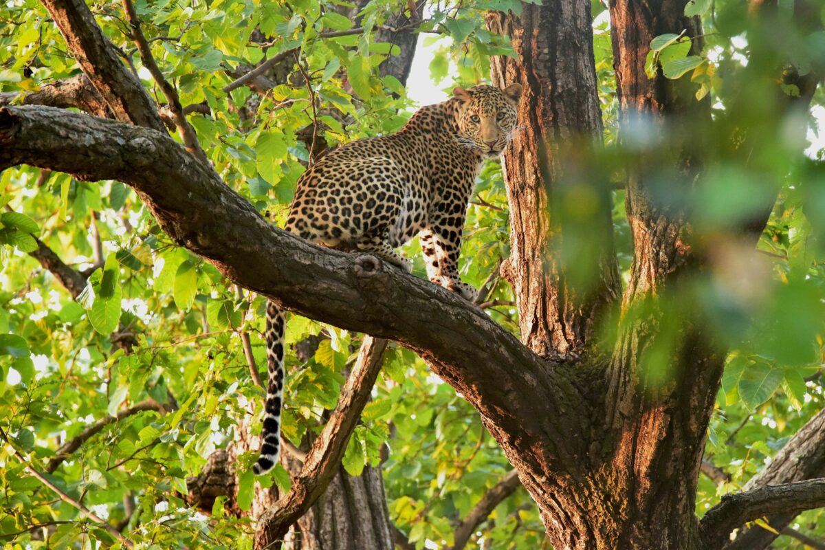 Bandhavgarh – Kanha – Pachmarhi Tour Package (From Jabalpur) - Image 4