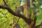 Bandhavgarh – Kanha – Pachmarhi Tour Package (From Jabalpur) - Image 4