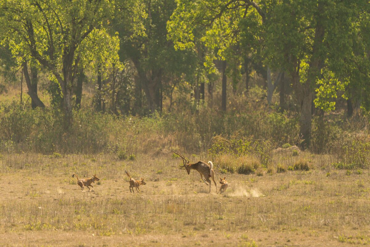 Bandhavgarh – Kanha – Pachmarhi Tour Package (From Jabalpur) - Image 5